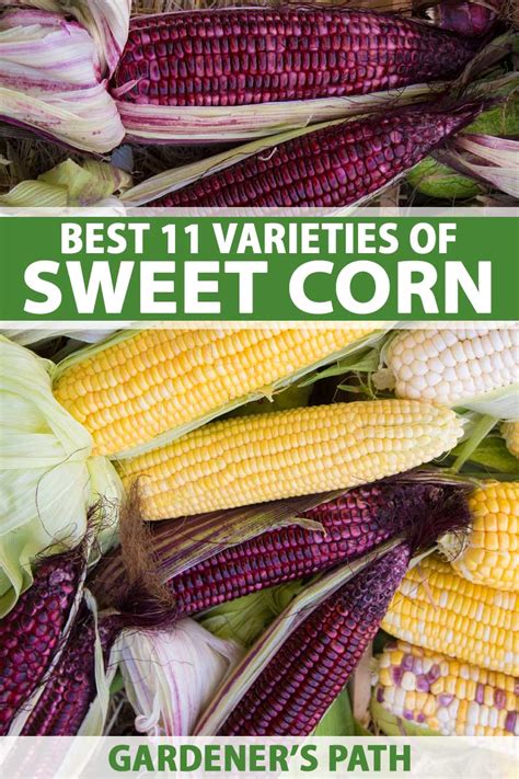 The Best 11 Varieties of Sweet Corn to Grow at Home.